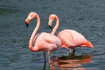 Erstellen Sie ein realistisches Bild eines Flamingos, der im Arktischen Ozean steht