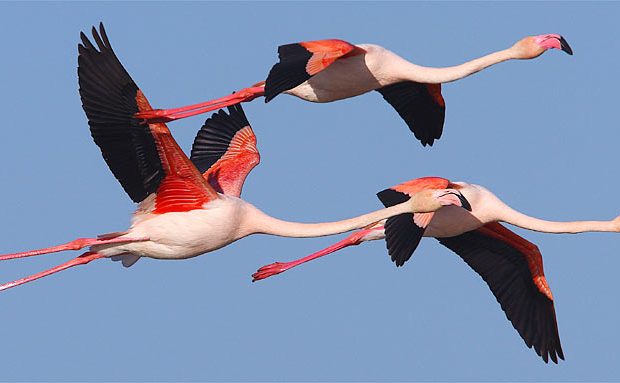 Was sind häufige Flugmuster von Vögeln und warum tun sie es?