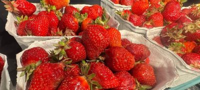 Preise gestiegen Erdbeeren
