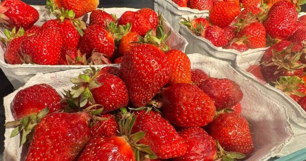 Preise gestiegen Erdbeeren