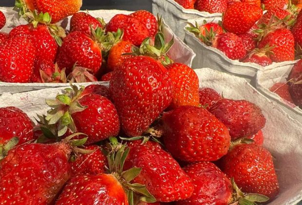 Preise gestiegen Erdbeeren