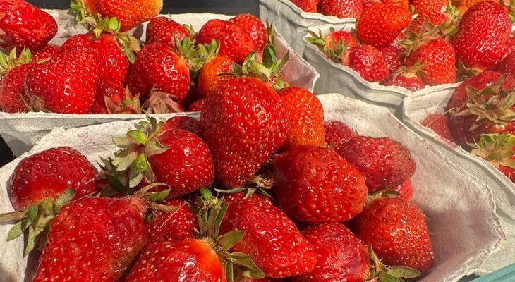 Preise gestiegen Erdbeeren